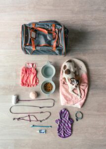dog with supplies laid out