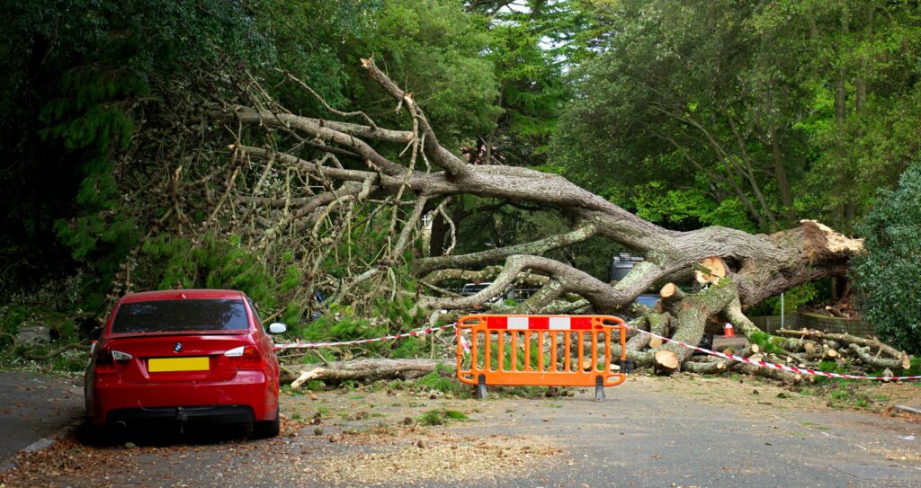 Fallen tree blocking road