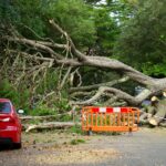 Fallen tree blocking road