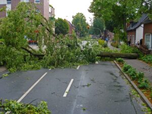 Tree fallen on road